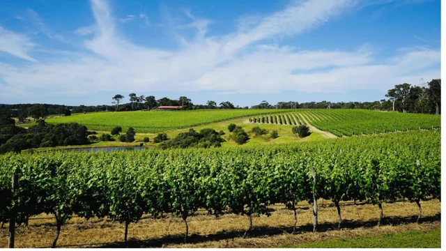 Vineyards dot WA’s Swan Valley Wine Region