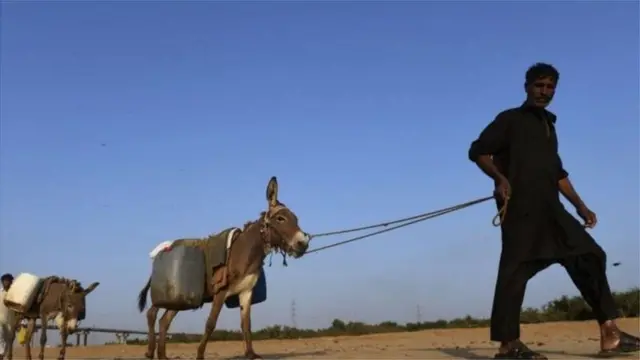 గాడిదలు