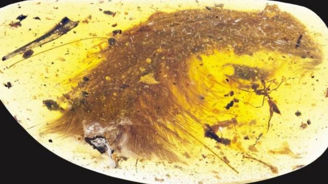 来自缅甸的琥珀中首次发现保存完好的浑身长毛的恐龙尾化石。