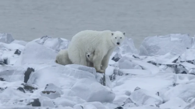 چوچه خرس قطبی زیر شکم مادر خود
