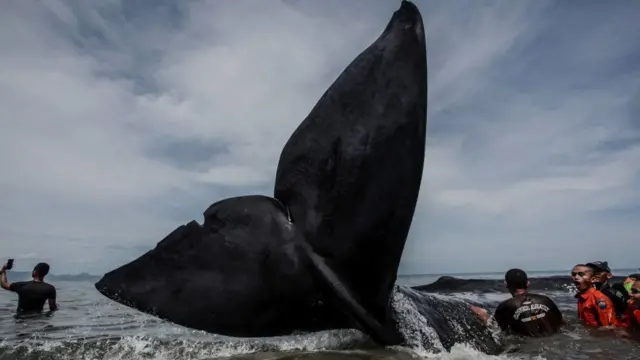 திமிங்கலம் கோப்புப் படம்