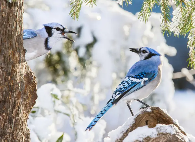 ‘ቆይቊ ሓዳር’