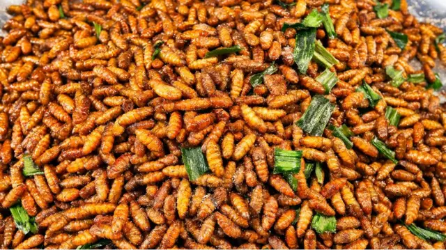 Waaddii ilbiisotaa nyaataf qophaa'e