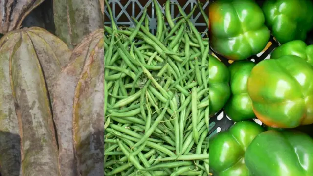 Ụgụ, agwa na-acha ndụ ndụ, ose na-acha ndụ ndụ