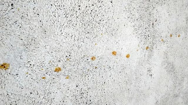 ஜப்பான், புகுயாமா, ரசாயனம், பூனை