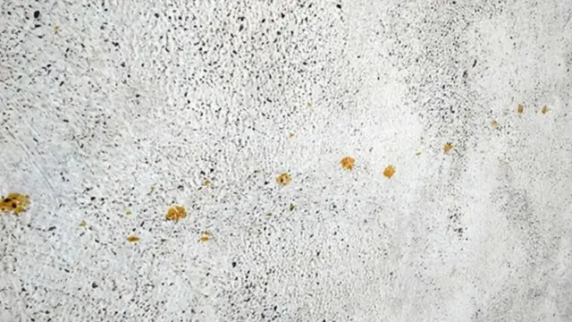 ஜப்பான், புகுயாமா, ரசாயனம், பூனை 