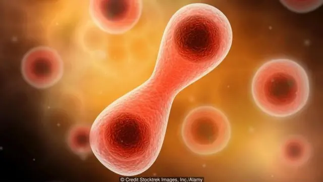 प्रजनन, नर-मादा संबंध