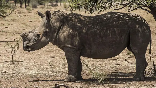 کرگدن بدون شاخ