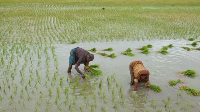জমিতে নারী পুরুষ উভয়েই ধান রোপনের কাজ করেন।