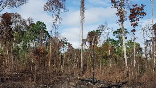 Uma floresta amazônica que foi queimada durante o El Niñodicas de apostas no futebol2015