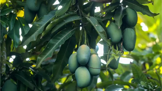 Mango fruit on a tree