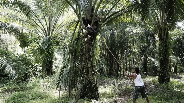 একটি পাম অয়েল প্ল্যানটেশনে কাজ করছেন একজন শ্রমিক। (ফাইল ফটো)