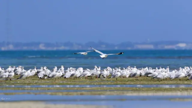 தனுஷ்கோடி