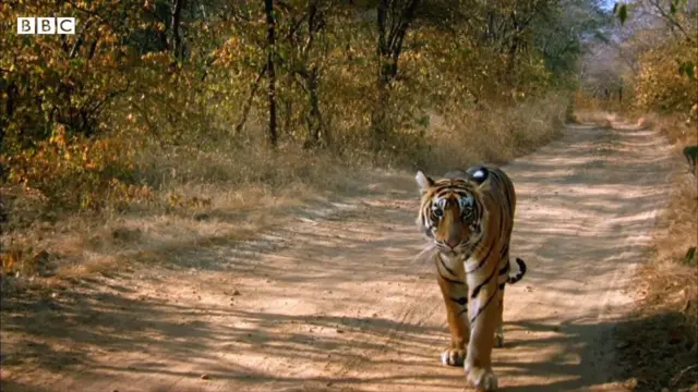 বনবাসীদের অভিজ্ঞতা বলে বাঘ ক্রমশ বেপরোয়া হচ্ছে