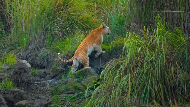 गोल्डन टायगर