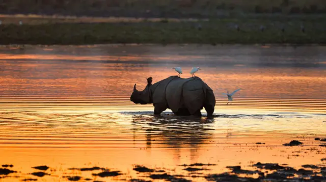 காண்டாமிருகம், தமிழ்நாடு