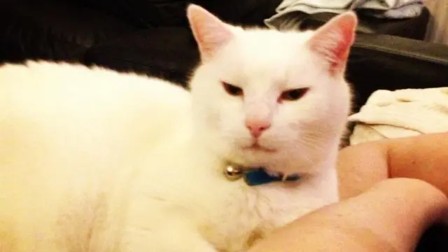 개러스 페리는 이제 외출시 미스터 스미스의 귀에 늘 선크림을 발라준다고 한다