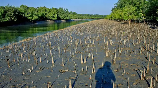 સુંદરવન