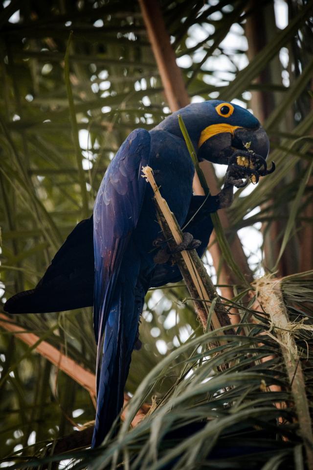 Arara-azul pousa em árvore no Pantanal