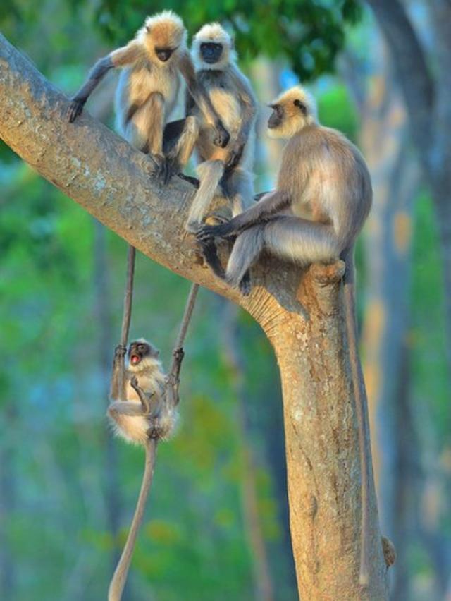 Um jovem langures (semnopithecus) se diverte perto da família. Foto tirada na Índia