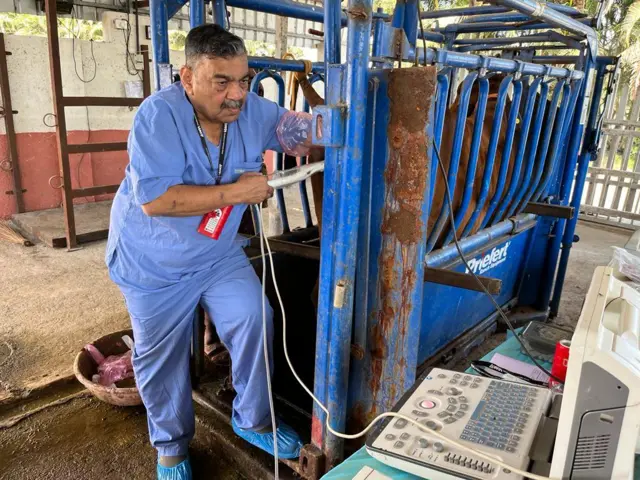 ગીરની ગાયની નસલ માટે IVF 