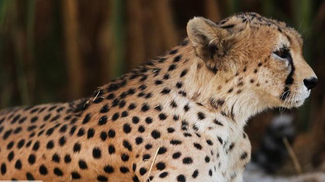 یوز آسیایی از جمله گونه‌های حفاظت شده است. 