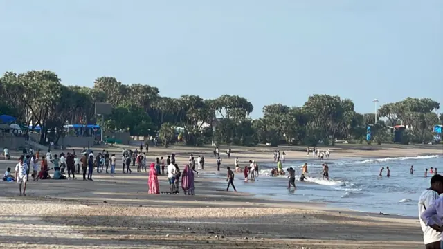 ઉના, વેરાવળ, દીવ, રાવણતાડ, ગુજરાતની વનસંપદા, બીબીસી ગુજરાતી, જૂનાગઢ, કુદરત, પ્રકૃતિ, રાવણતાડ, ખેતી