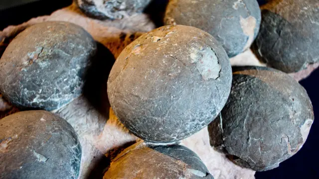 dinosaurus, kutub utara, paleontologi, cara hidup dinosaurus