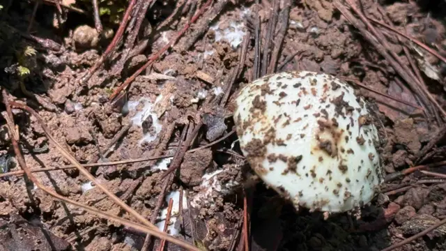 Fungi dalam mikoriza disebut peneliti sebagai 'pahlawan tak kasat mata'.