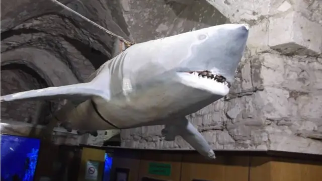 القرش الأبيض داخل متحف الأحياء البحرية بالإسكندرية - من الكائنات المهددة بالإنقراض