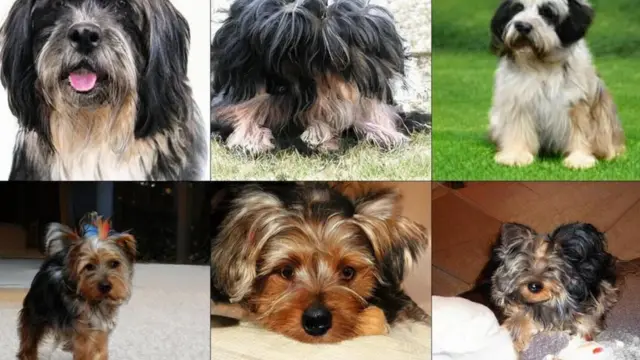 कुत्ते की तस्वीरें