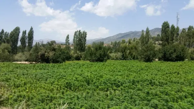 چرس