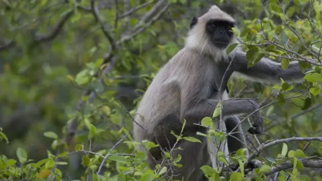 අළු වඳුරා 