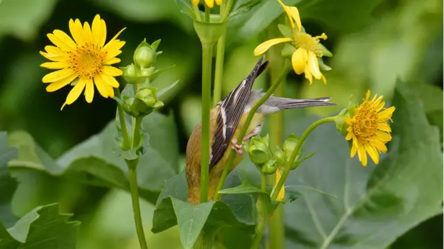 American-Goldfinch-on-a-cup-plant.