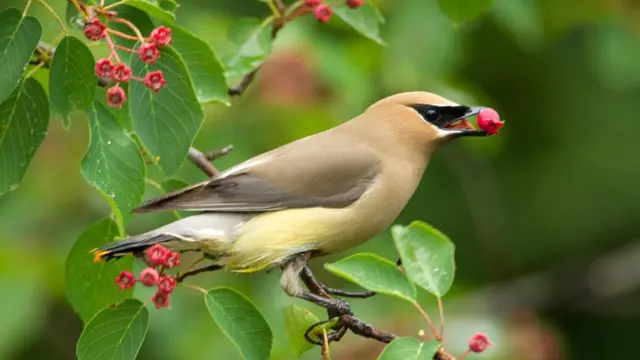 Кедровий омелюх