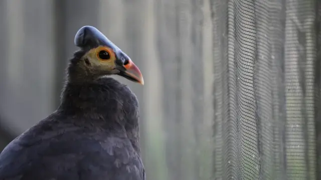 Maleo dijuluki burung yang 'lahir dari kuburan'.