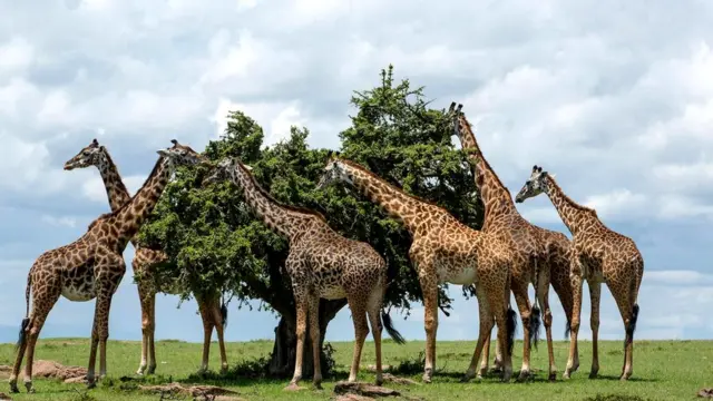 Жирафы обычно едят, склонив шею