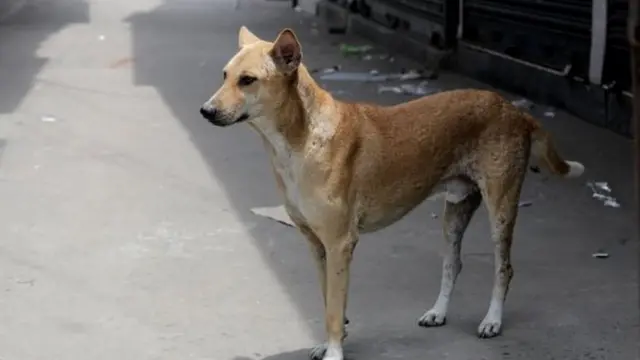 नगालैंड में कुत्ते के मांस पर प्रतिबंध