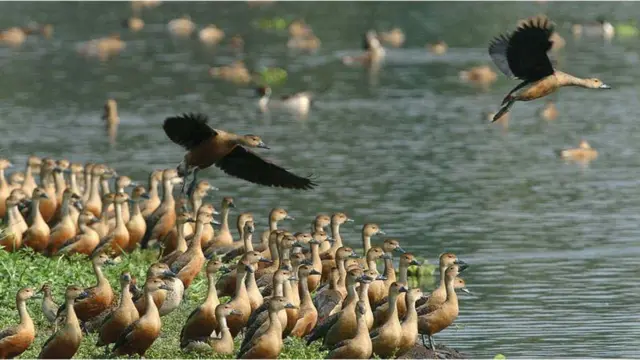 পরিযায়ী পাখি।