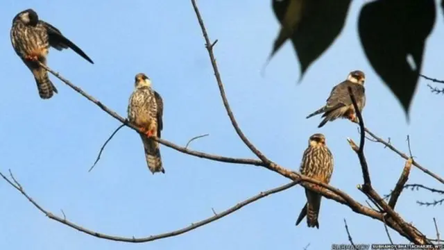 लाटोकोसेरो