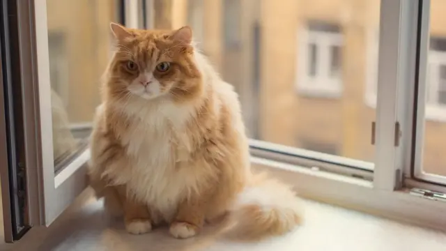 जानवरों की बीमारी