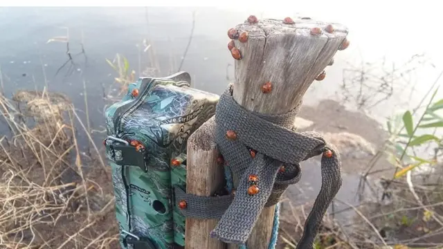 сонечка