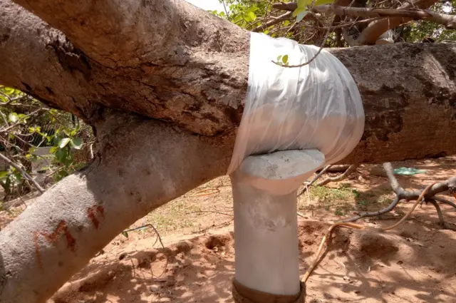 చెట్టు పరిరక్షణకు చేసిన ఏర్పాటు