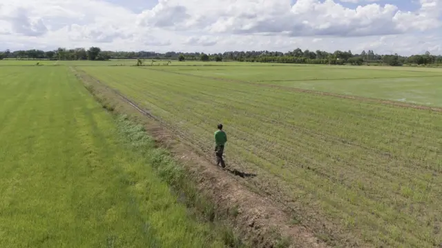 บุญฤทธิ์ เดินตรวจผืนนาที่ปรับหน้าดินจนราบเรียบด้วยแสงเลเซอร์