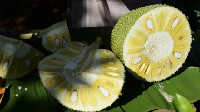 কাঁঠাল খুব দ্রুত পঁচে যায়।