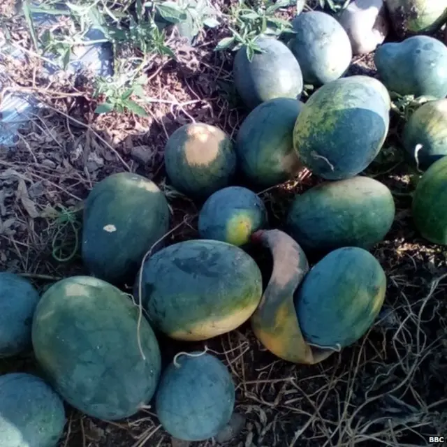 शेतात खराब झालेलं पीक