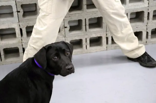 الكلبة لولو تنظر إلى الكاميرا