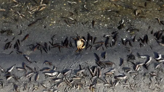Peces muertos en la costa del Mar Menor en Murcia.