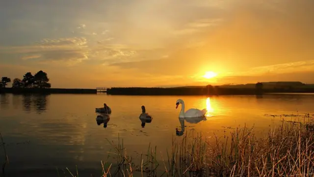 sUNSETS AND SWANS