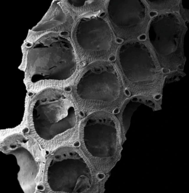 Nova espécieslot grátiscoral descoberta recentemente